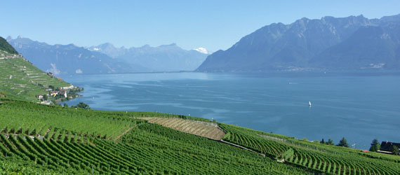 Die Weinterrassen von Lavaux am Nordufer des Lac Leman, wie der Genfer See eigentlich heißt, sind UNESCO Weltkulturerbe.
